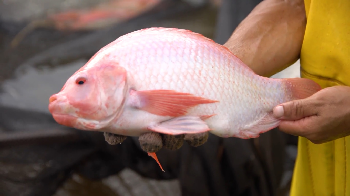 Padrote de mojarra roja en estanque de reproducción
